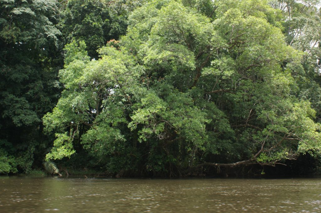 photo de jungle tropicale