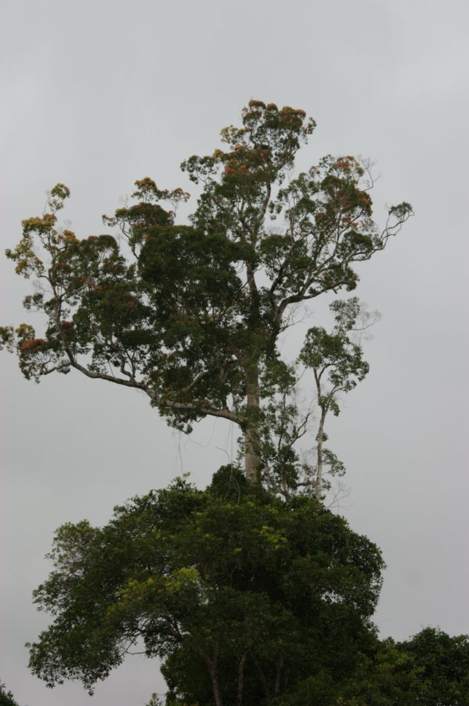photo de jungle tropicale