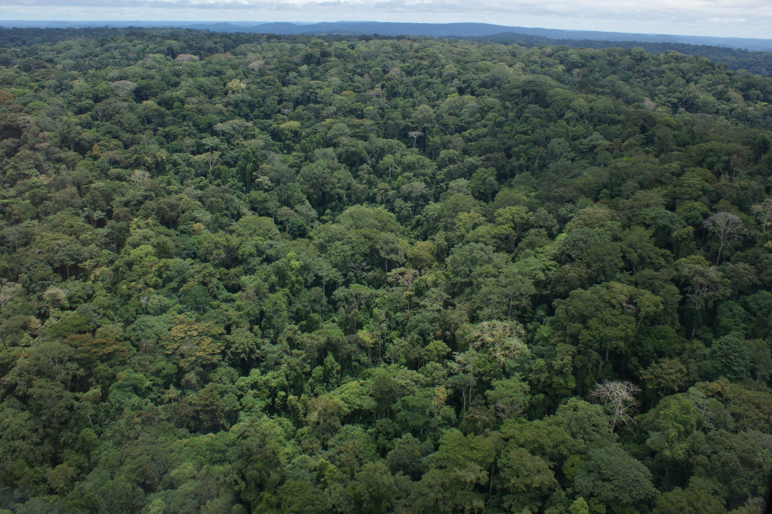 photo de jungle tropicale