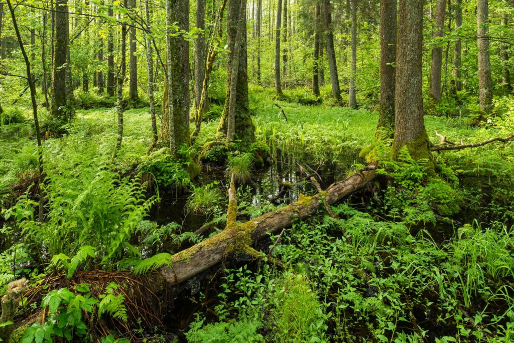 Un arbre mort gît au milieu d'une forêt verdoyante, il s'étend en travers d'une mare naturelle