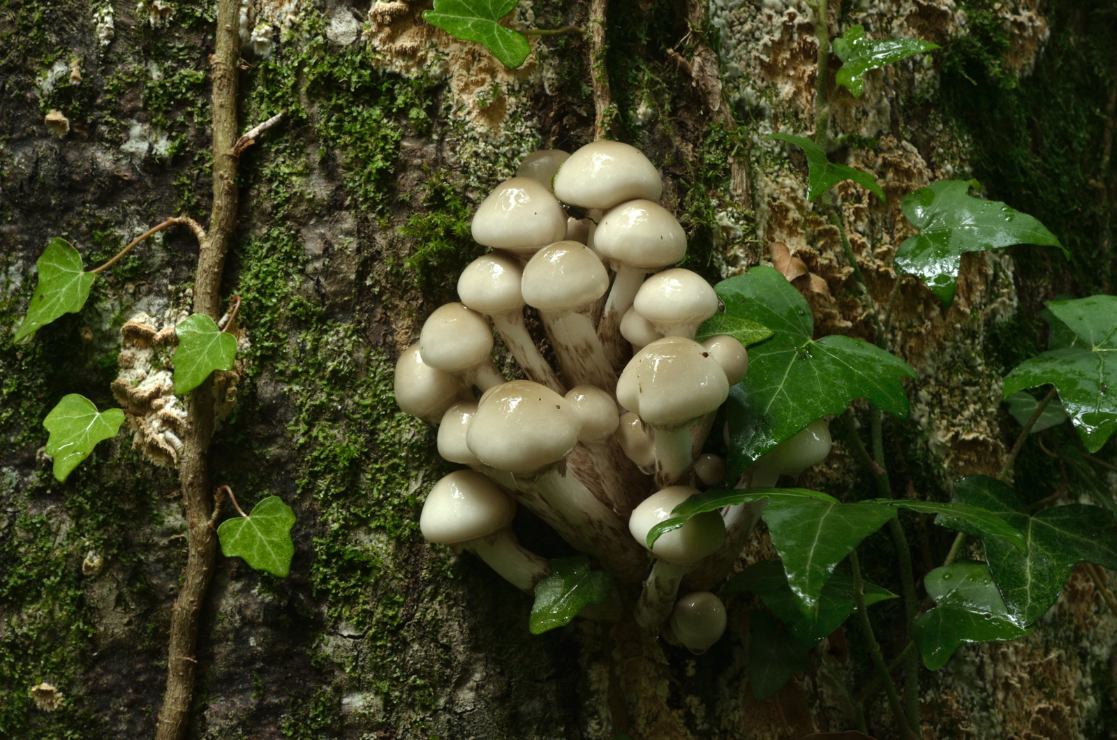 Une grappe de champignons blancs poussent sur un arbre