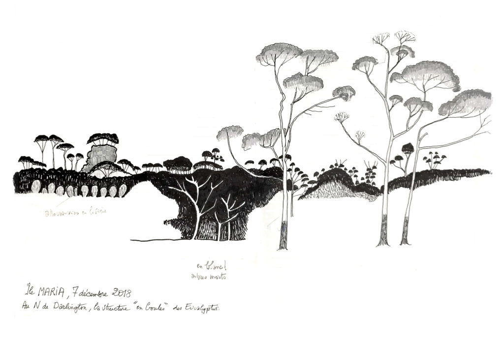 dessin de Francis Hallé datant de 2018 représentant des Eucalyptus