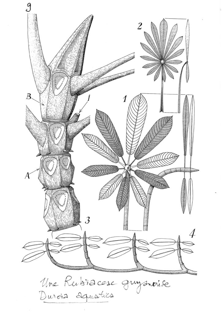 dessin de Francis Halle