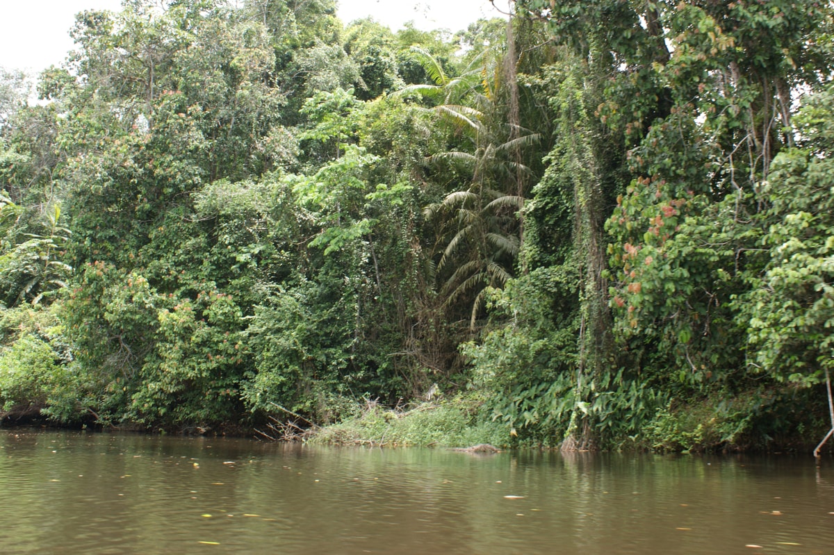 photo de forêt tropicale