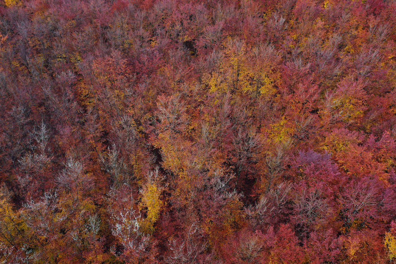 Une vue aérienne d'une forêt aux couleurs rougeoyantes d'automne
