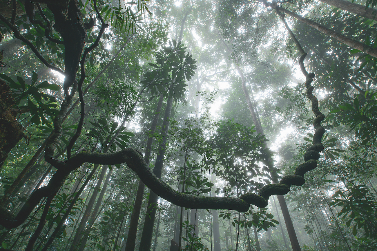 Forêts Sauvage 1