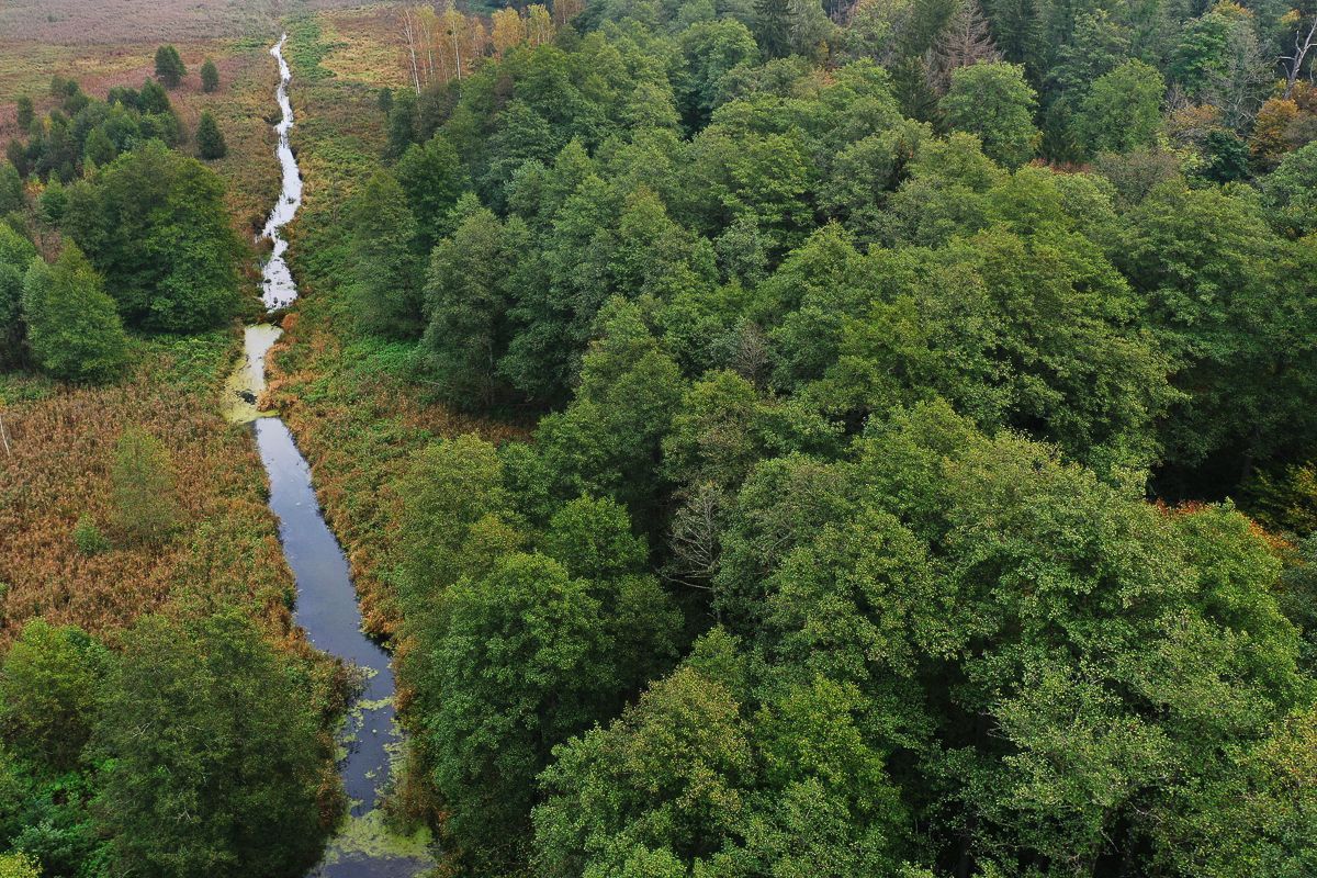 Białowieża Drone-© Arnaud Hiltzer-0152