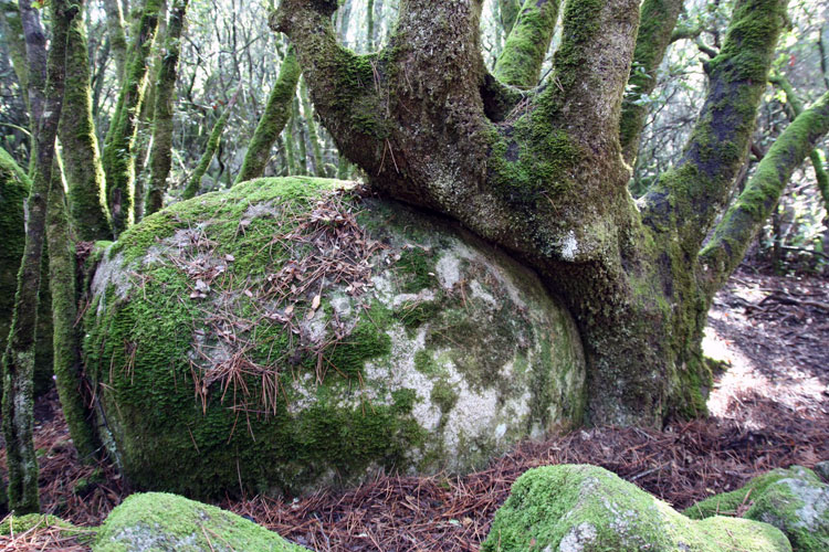 Un arbre moussu pousse en recouvrant un énorme rocher rond, lui-même couvert de mousse, de feuilles et de branches mortes