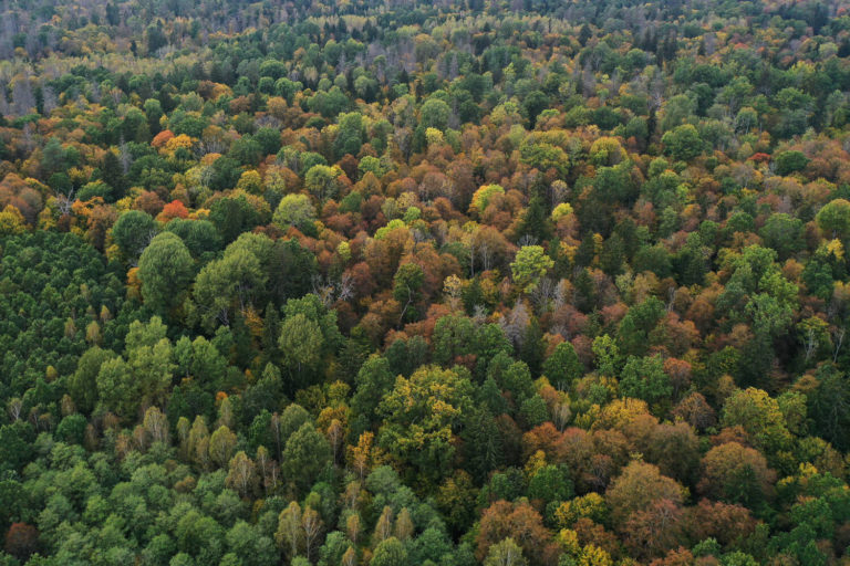 Vue aérienne d'une forêt de feuillus