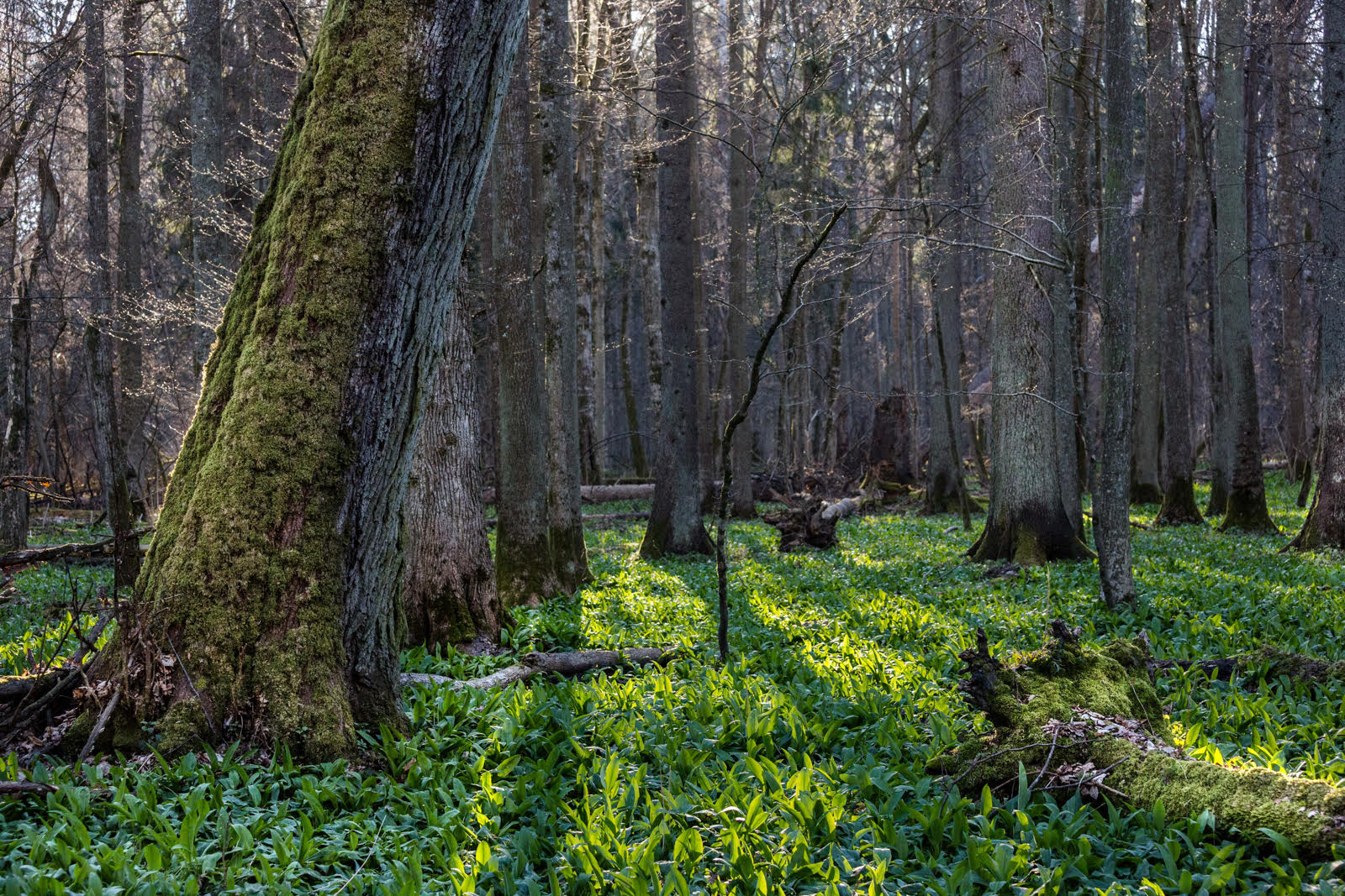 bialowieza c jeremy mathieu