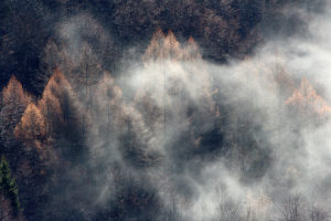 etats généraux de la forêt