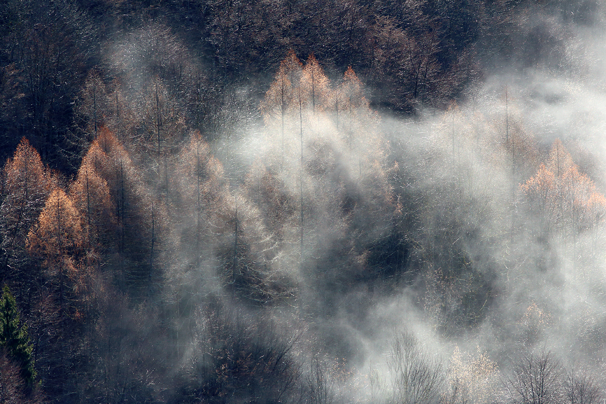 etats généraux de la forêt