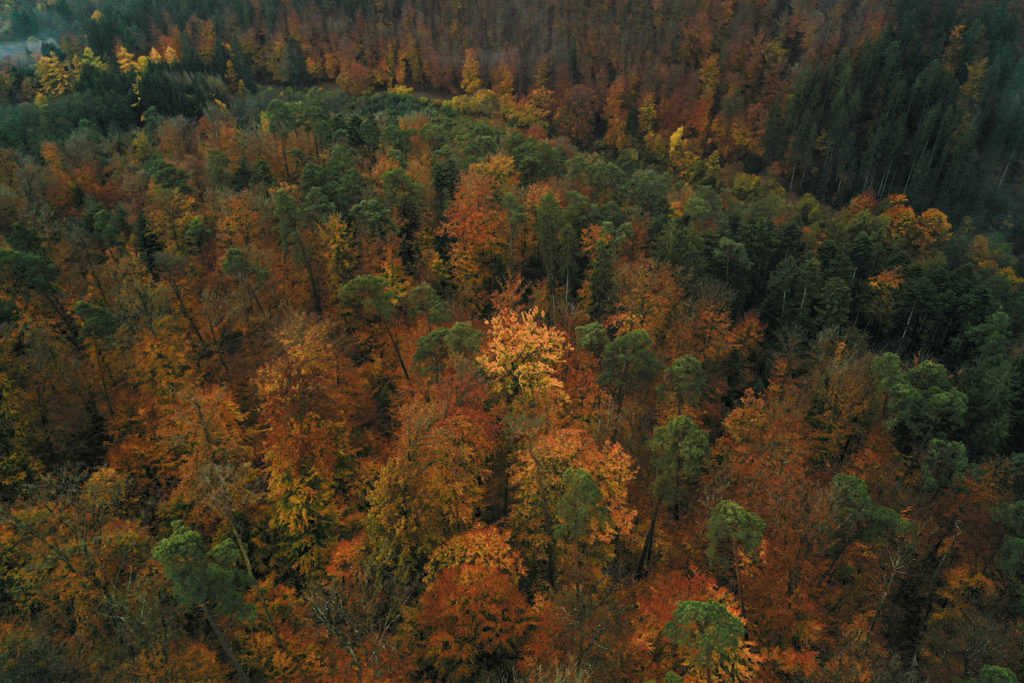 Le ver de terre, ce héros méconnu - Association Francis Hallé pour la forêt  primaire