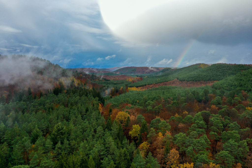 Une vue aérienne d'une grande forêt de conifères verts, ponctuée de quelques feuillus aux couleurs d'automne, sous un ciel empli de nuages