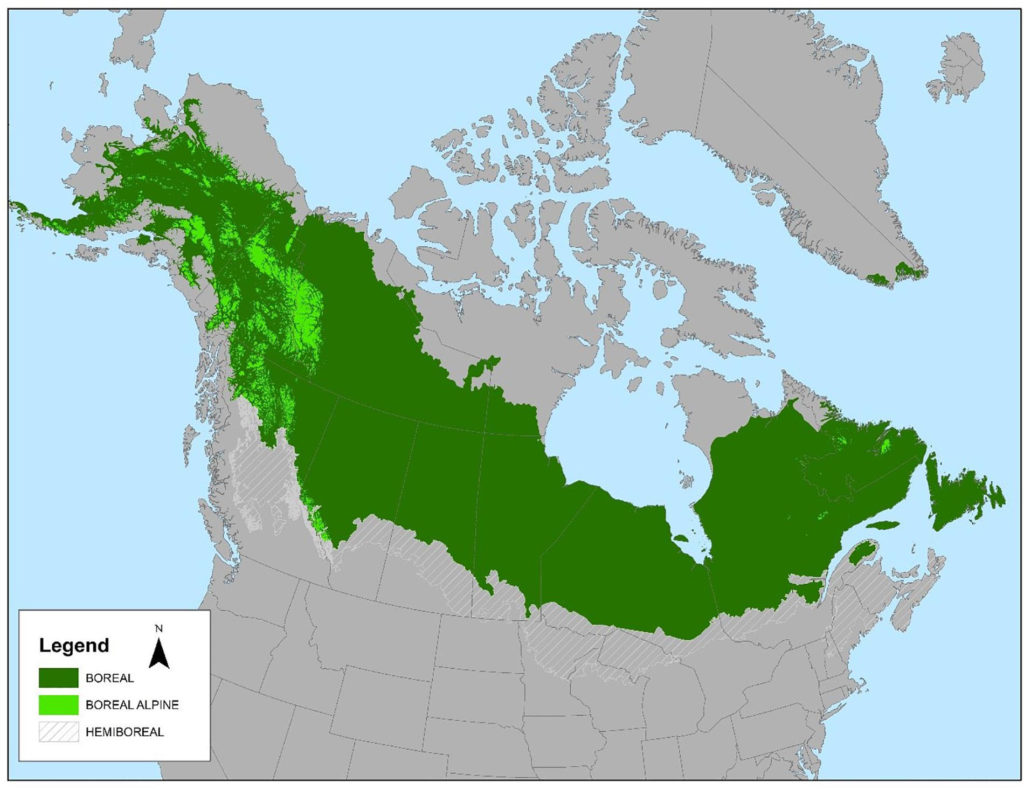 Carte du Canada représentant les biomes de forêt du Canada : la très grande majorité du Canada appartient à ce biome 