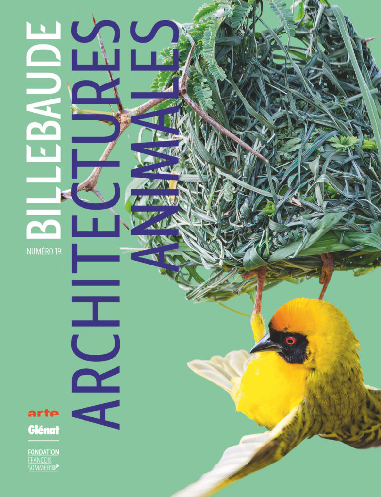 Couverture de la revue bilebaude : un oiseau suspendu à un nid de feuilles entrelacées