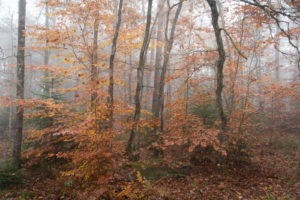 Forêt aux couleurs d'automne