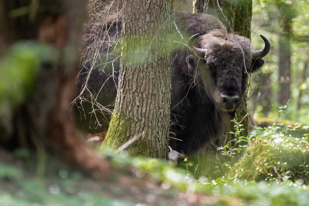 jeune bison mâle derrière un arbre