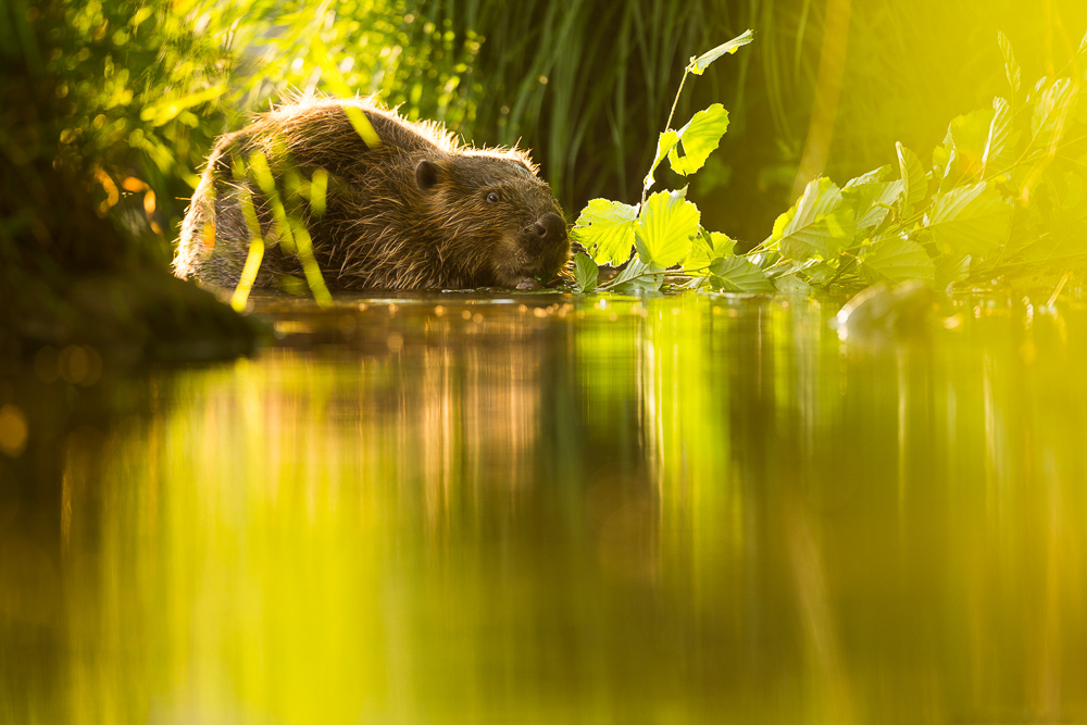 Castor européen se nourrissant d'une branche 'aulne dans une eau aux reflets dorés