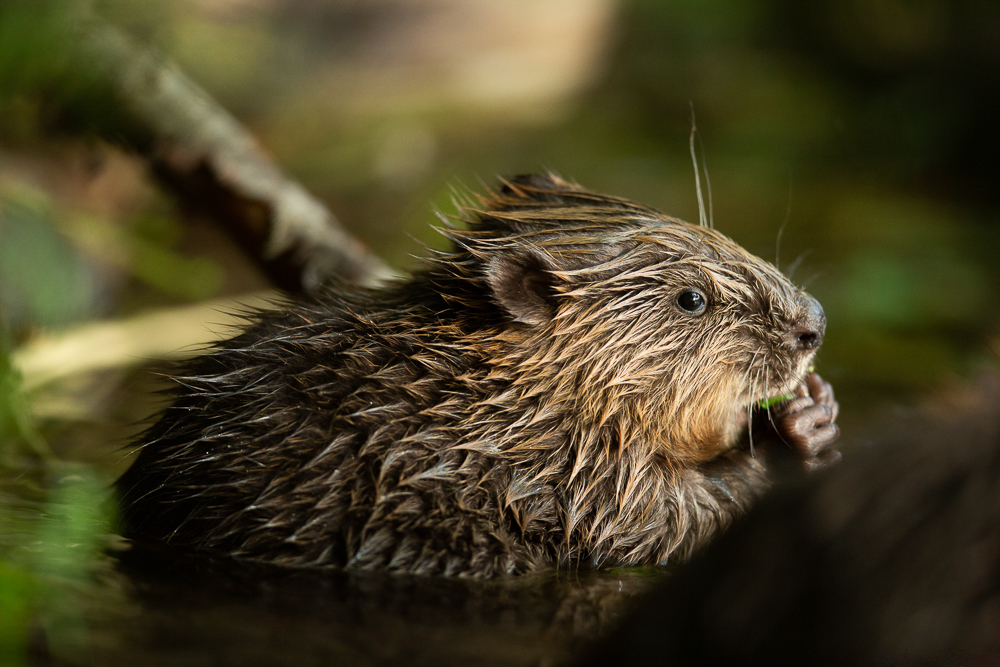 Un castor grignote une branche, le poil humide