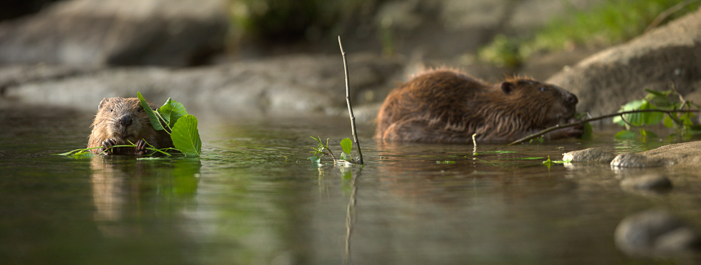 Deux castors grignotent des pousses d'aulne dans l'eau