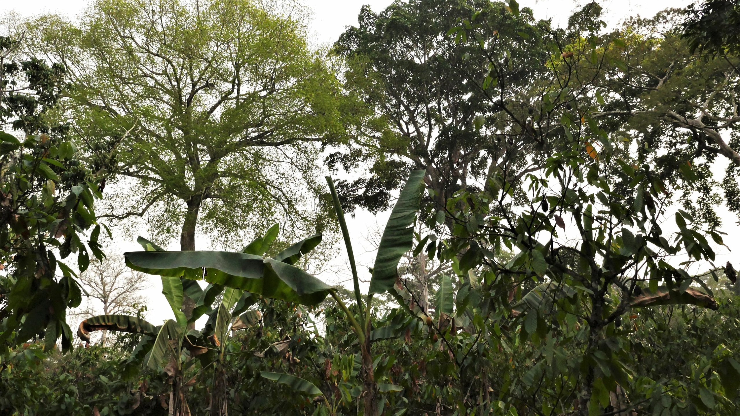 Des arbres s'échelonnent sur plusieurs strates végétales