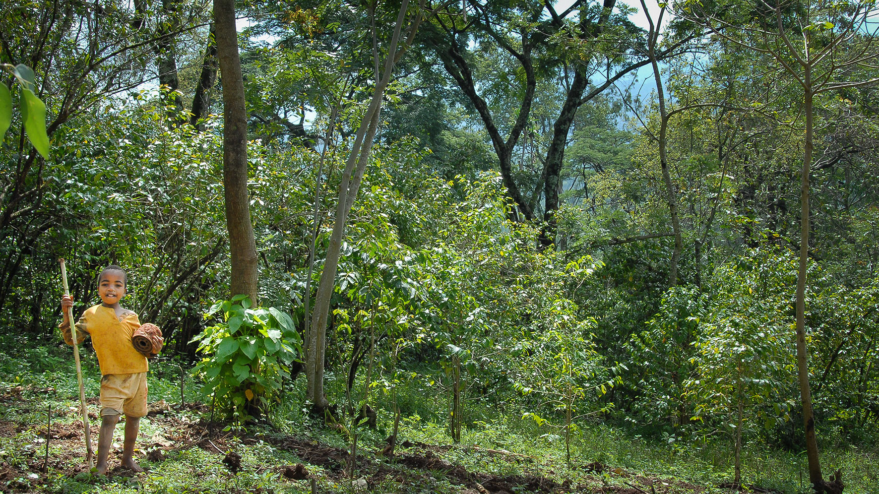 Un jeune garçon se tient devant des arbres de différentes tailles qui forment un continuum végétal