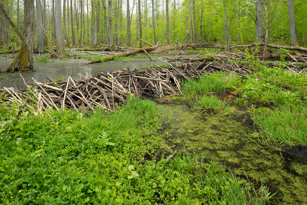 Un entrelacs de branche forme un barrage dans un point d'eau entouré de grands arbres