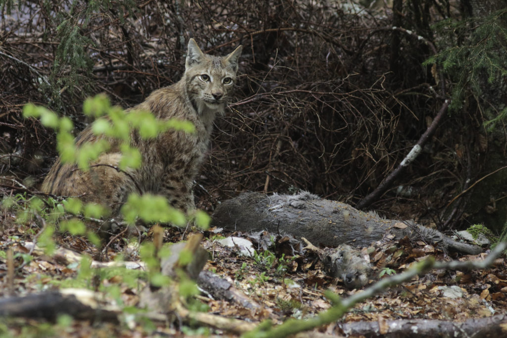 Un lynx assis à côté d'un chevreuil qu'il vient de chasser