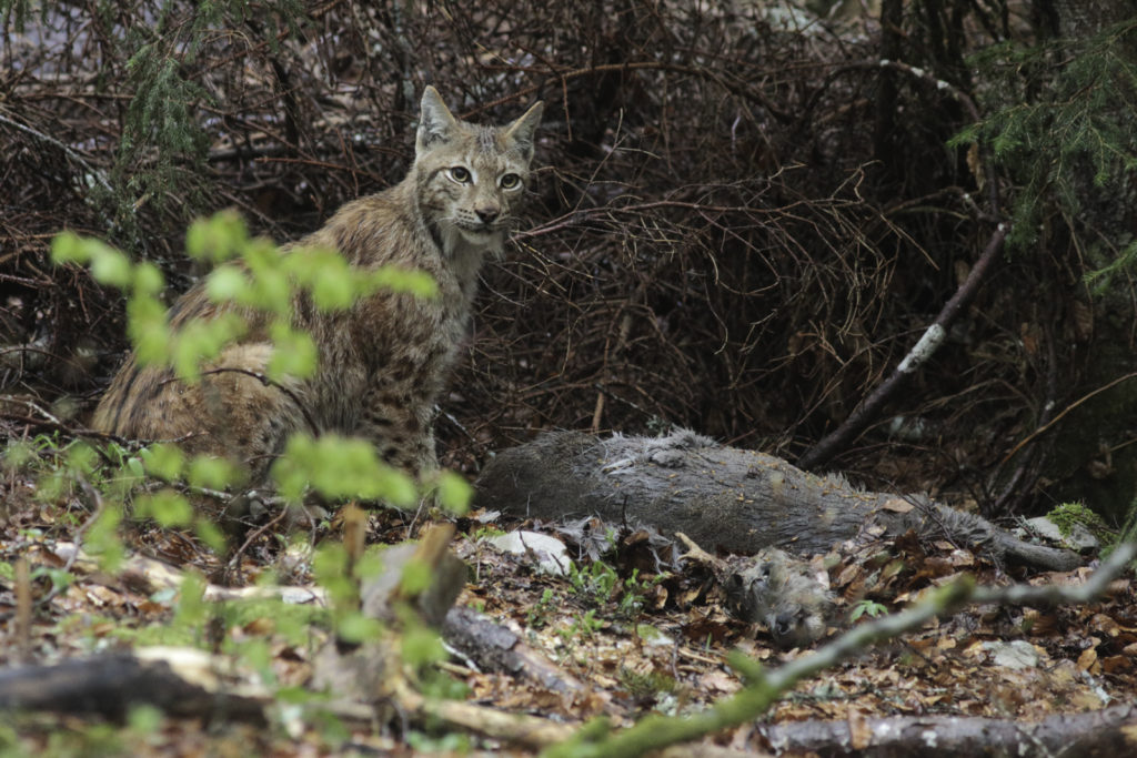 Le lynx au bord de l'extinction en France