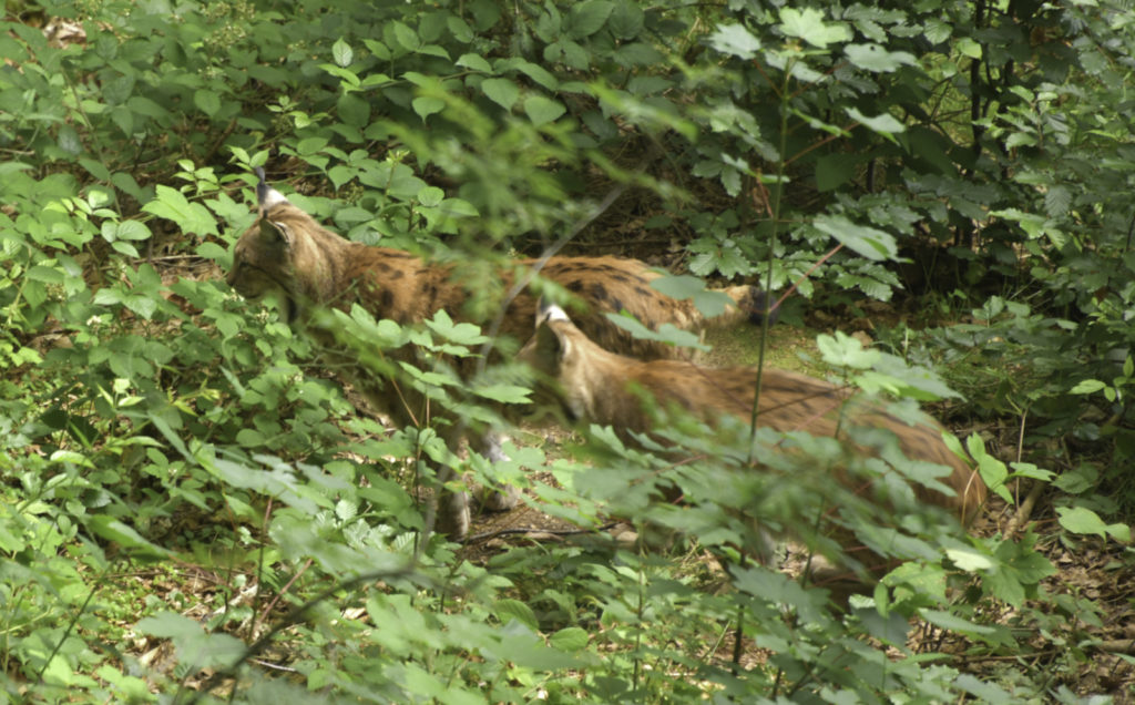Photo de deux lynx regardant un point inconnu hors cadre, au milieu de la forêt