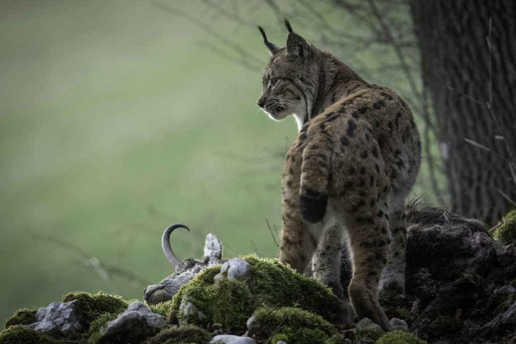 Photo d'un lynx surmontant la carcasse d'un chamois mort