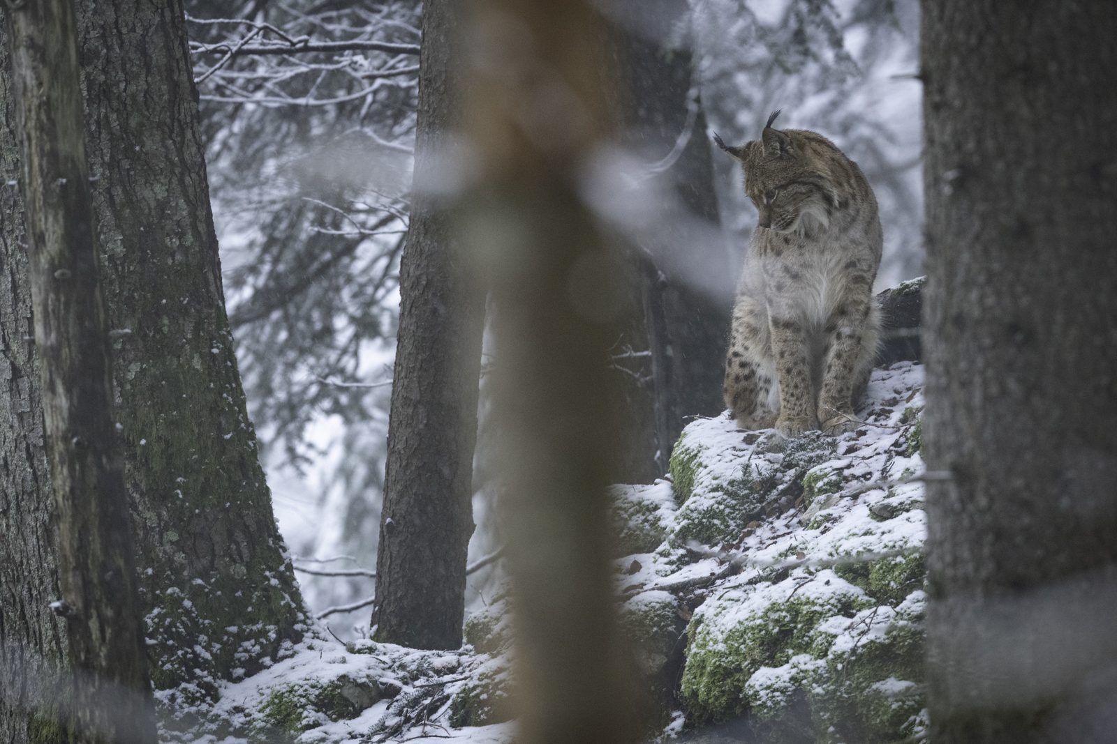 Le lynx est de retour dans la Nièvre - Glux-en-Glenne (58370)