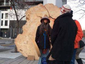 Une femme se tient devant un coupe transversale d'un tronc aux dimensions énormes, avec un diamètre dépassant les 2 mètres