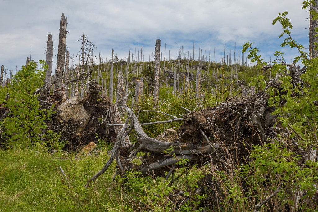 dépérissement forêt scolytes cc0