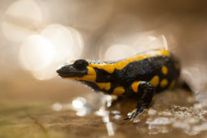 Salamandre tachetée gros plan