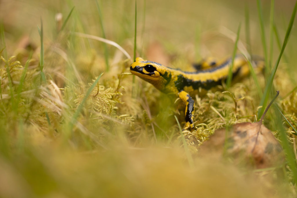 Salamandre tachetée fastueuse 