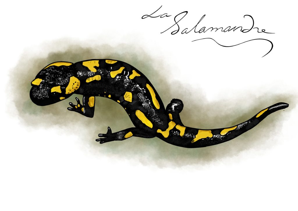 Dessin de salamandre tachetée