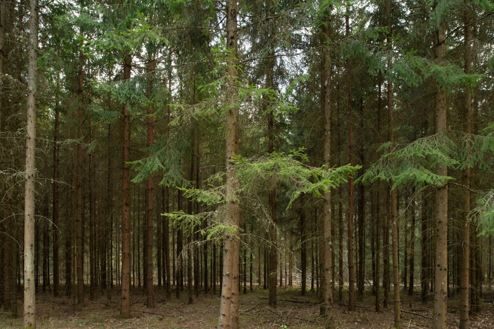 Une forêt de pins droits, au sol nu, présente un aspect très sec