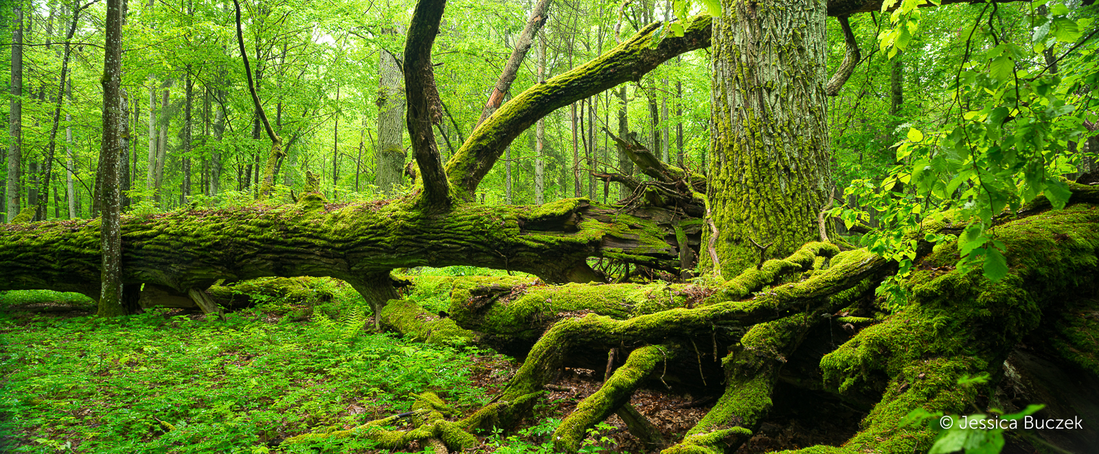 Białowieża © Jessica Buczek-BUCZEK-JB-20190517-4836-Ps Białowieża