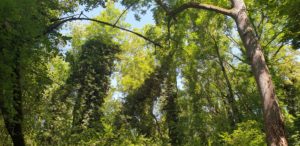 Plusieurs troncs sont recouverts d'un lierre vigoureux en forêt, les arbres sont verts du tronc à la cime