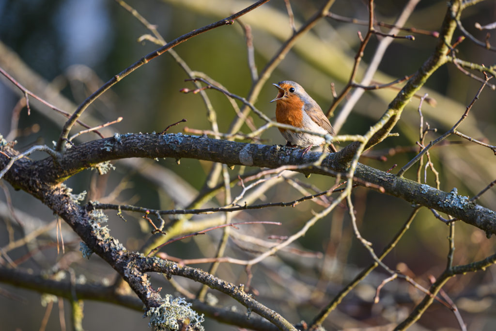 Un petit passereau au poitrail rouge est en train de chanter, bec grand ouvert, entre les branchages d'un arbre effeuillé