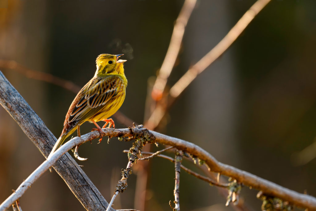 Un petit oiseau jaune vocalise dans l'air frais : de la buée s'échappe de son bec