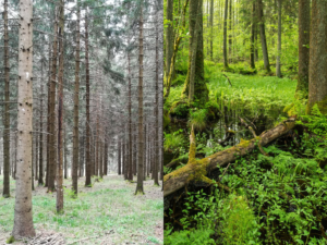 Un montage photo compare une plantation monospécifique de résineux, sur la gauche, à une forêt verdoyante, où s'entremêlent point d'eau, arbre mort au sol et arbres d'âges et d'espèces variés.