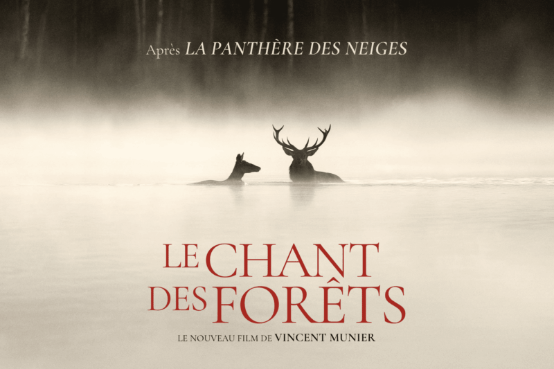 La silhouette d'un cerf se détache de la brume aux côtés de celle d'une biche, ils sont tous les deux immergés dans un lac qui se fond dans la brume