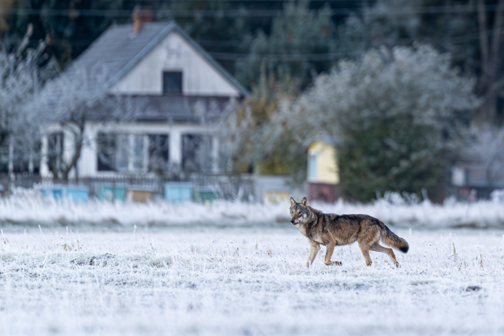 Un loup traverse une prairie gelée. On distingue une habitation en arrière-plan
