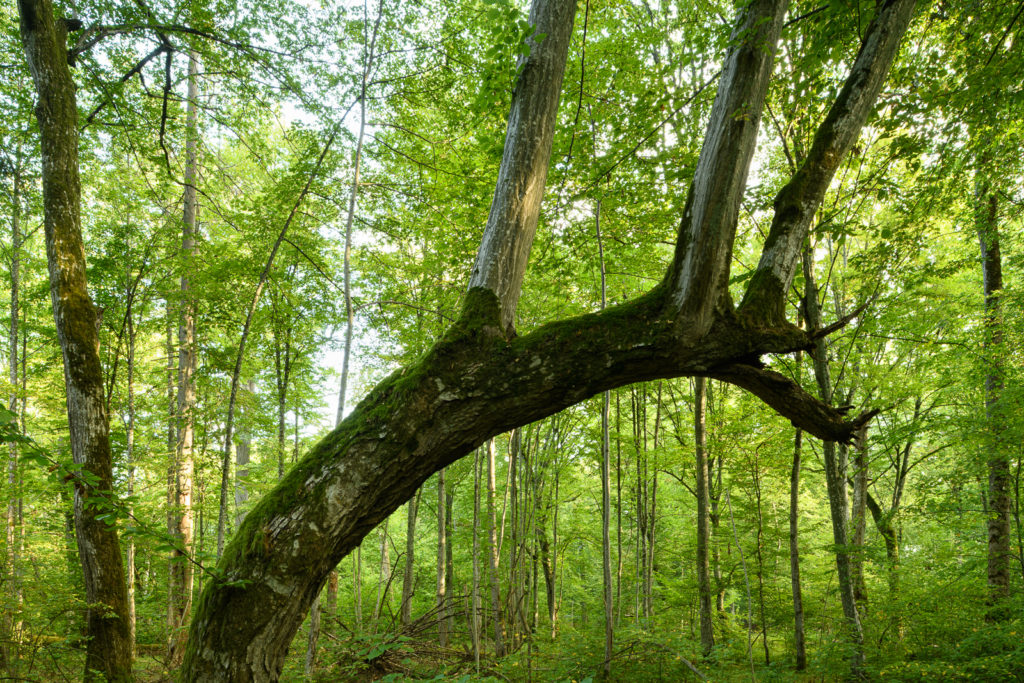 Photo d'un arbre dont le tronc, penché, sert de support à de nombreux autres troncs qui semblent repartir à la verticale
