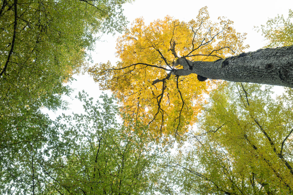 La couronne jaune d'un arbre dans le ciel se distingue de celles d'autres arbres, plus verts, soulignant différentes adaptations aux conditions du moment
