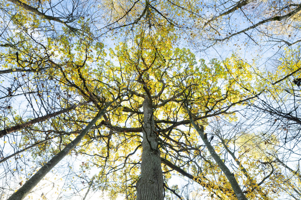 La cime d'arbres aux feuilles jaunissantes s'élance dans le ciel, soulignant une complexité architecturale fascinante