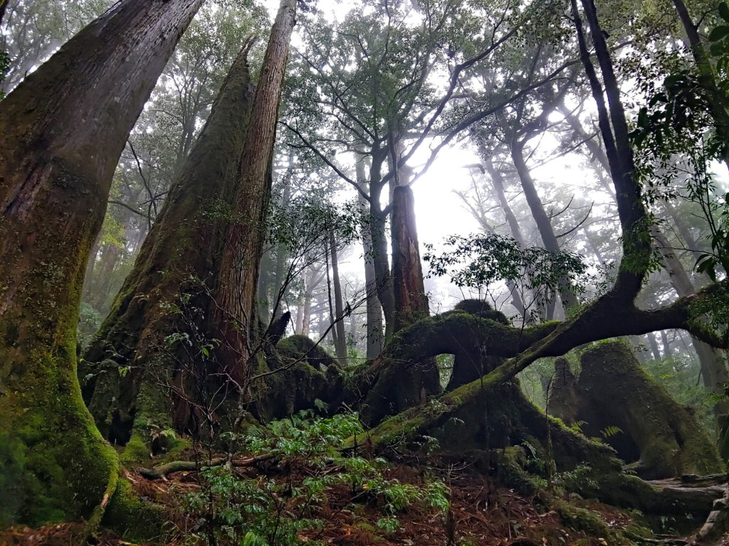 Des arbres aux formes très variées se croisent dans une forêt tropicale